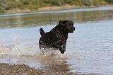 LABRADOR 258